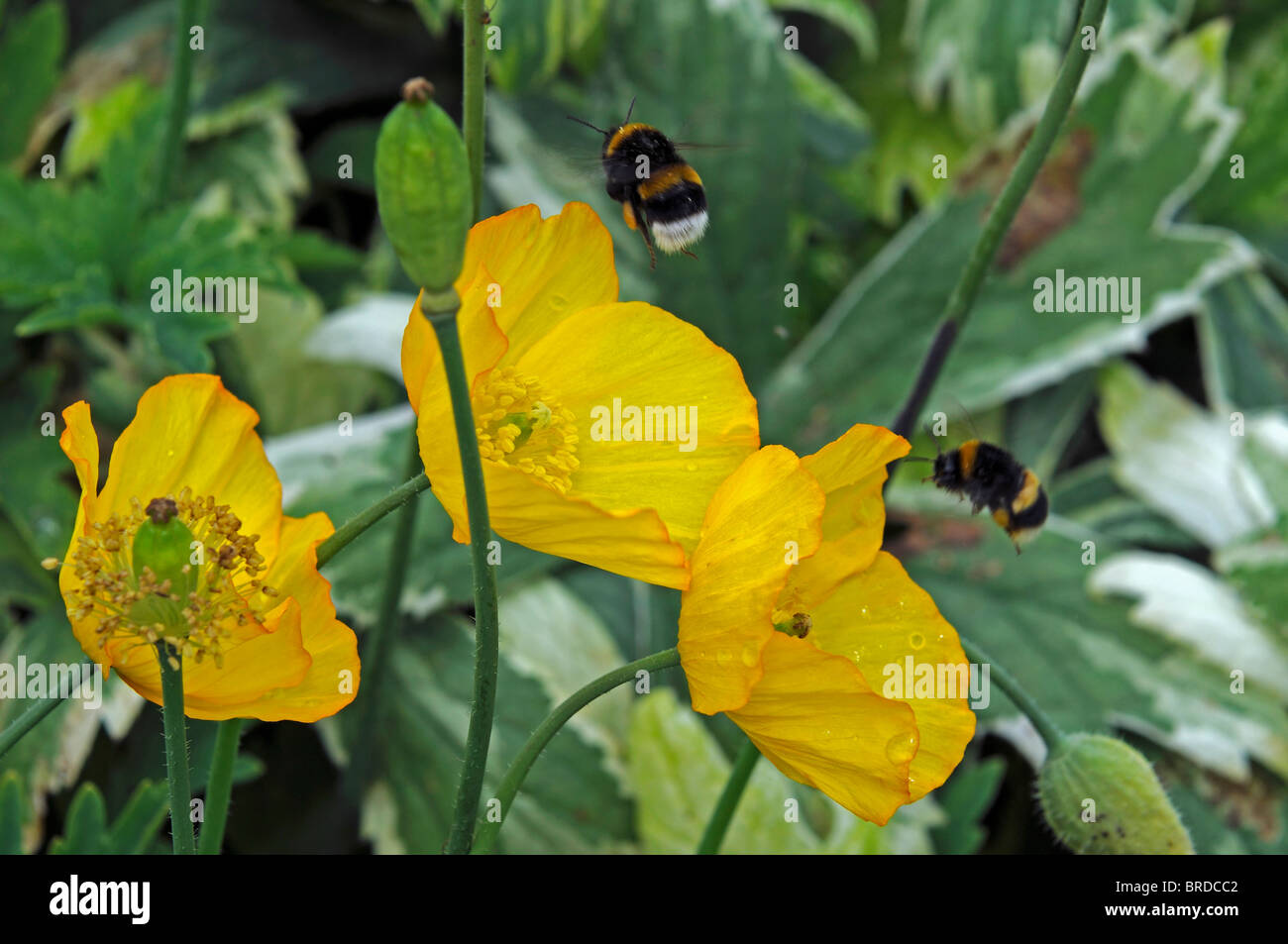 yellow oriental poppy flowers and bumble bees feed feeding spring Stock Photo
