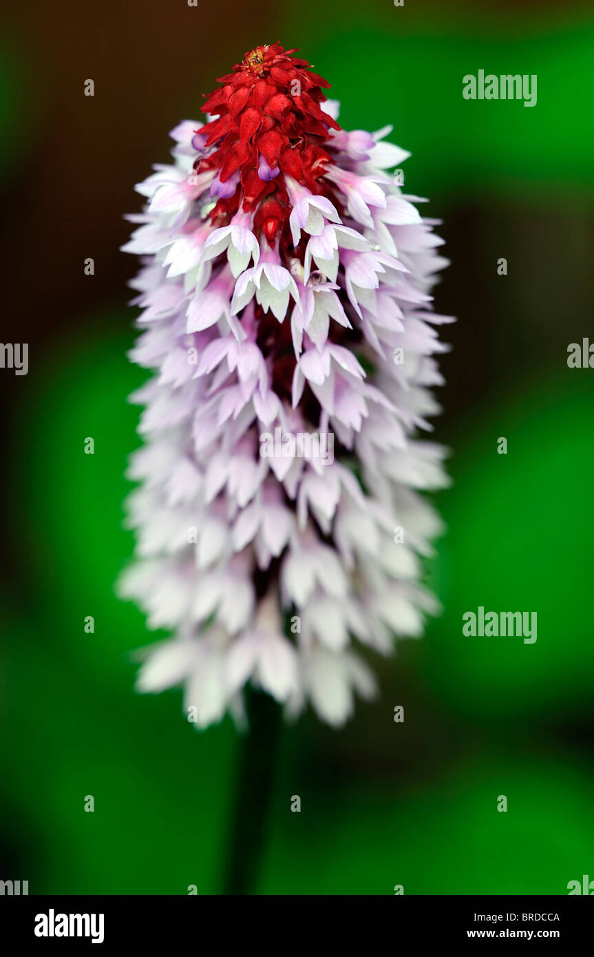 primula vialli orchid primrose flower spike garden plant bloom blooming blossom purple red color colour spring Stock Photo