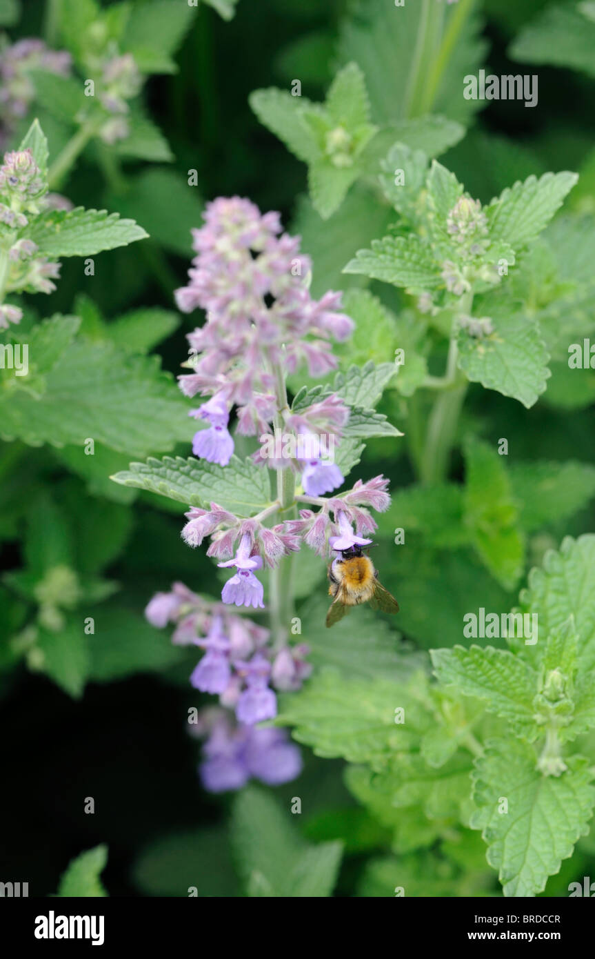 Nepeta Six Hills Giant Catnip Catmint violet blue flower spike bloom blossom color colour scented perfumed Stock Photo