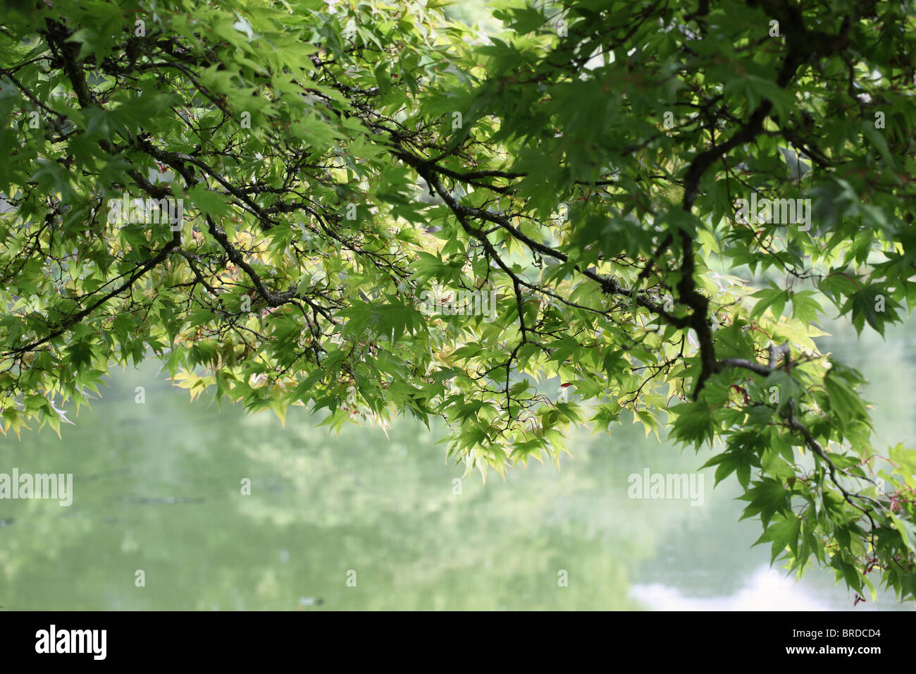 Over Hanging Tree Branches High Resolution Stock Photography and Images ...