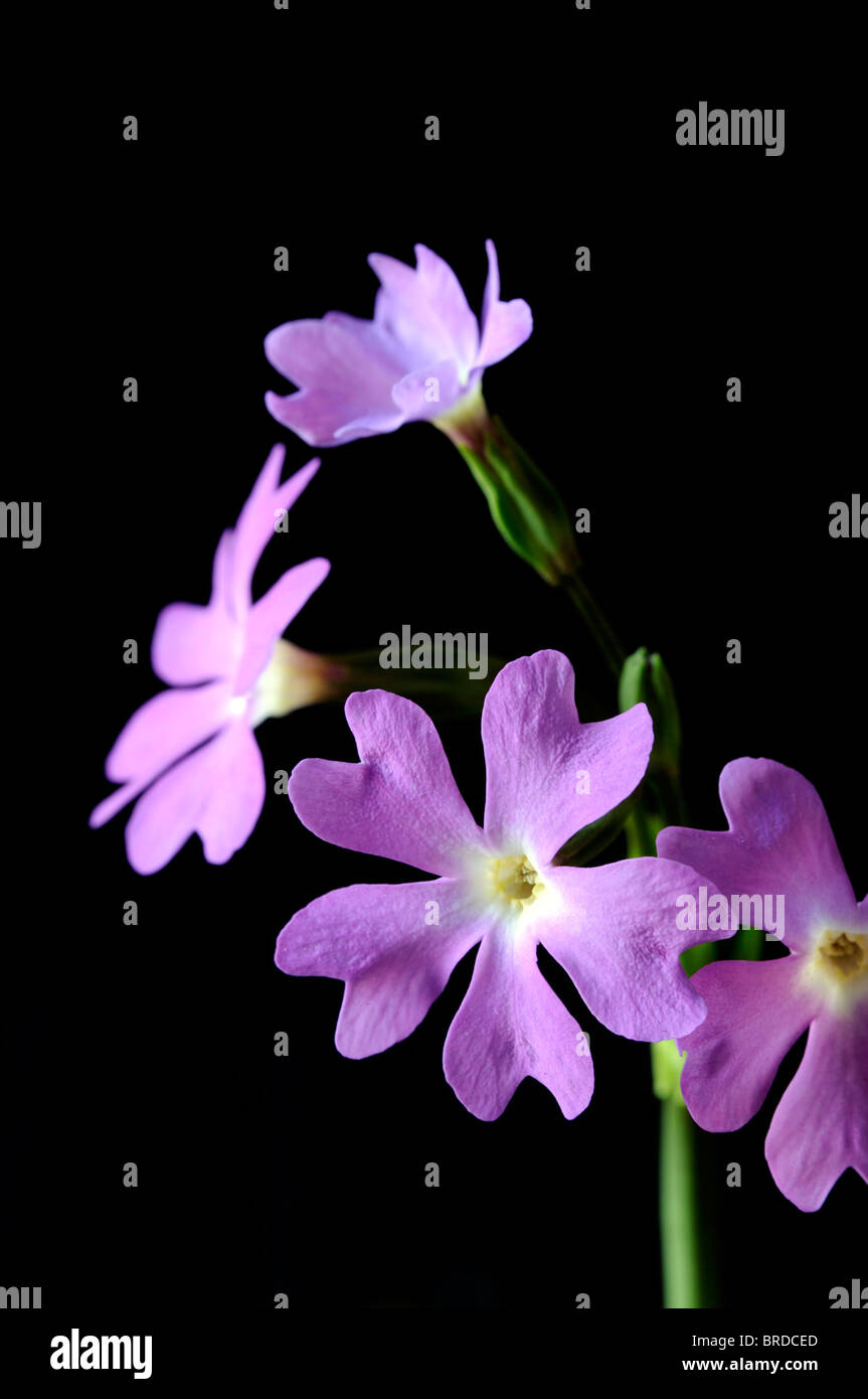 Primula involucrata primrose deciduous perennial  finely serrated medium green leaves mauve pink purple flower bloom blossom Stock Photo