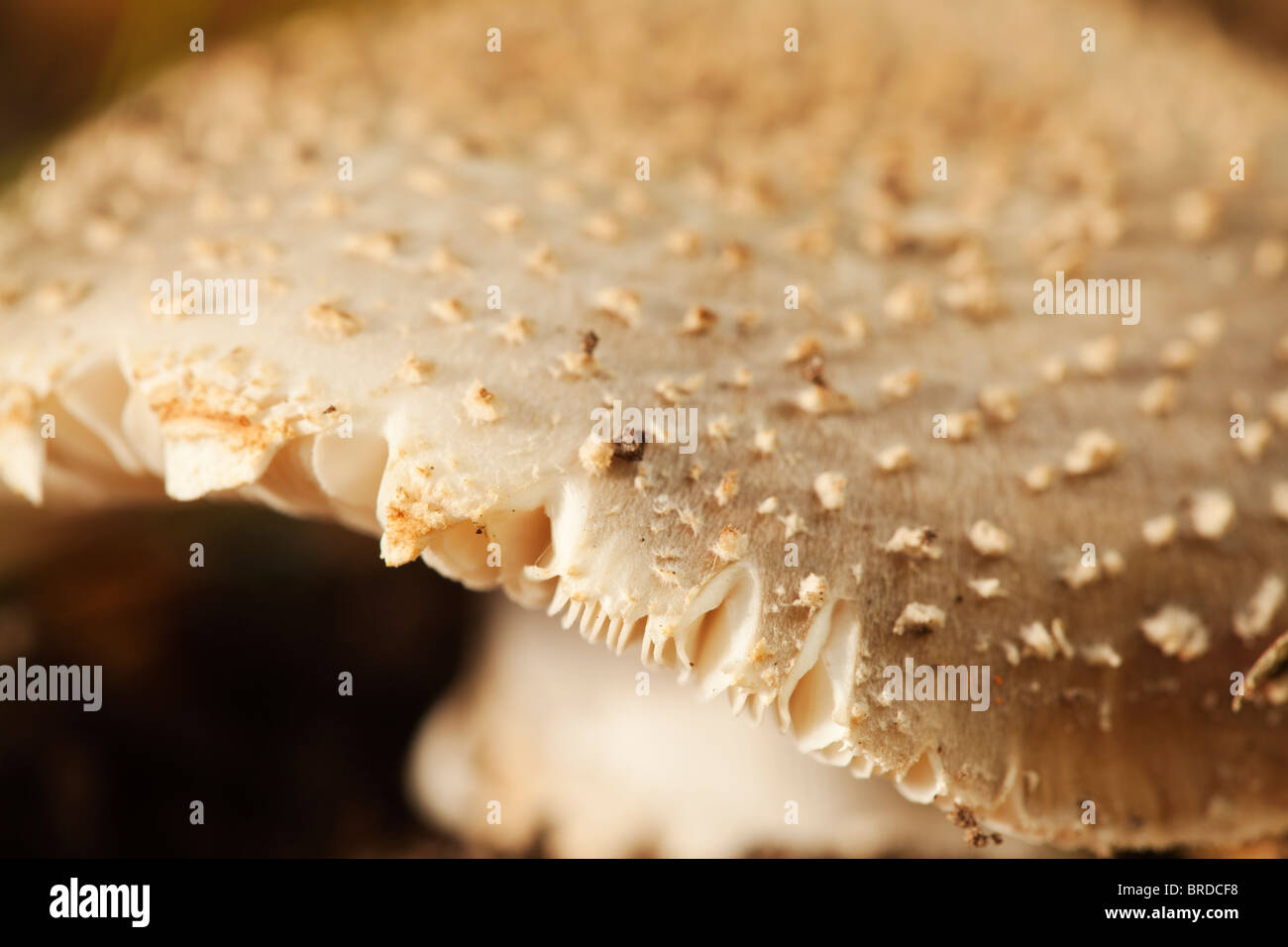 Closeup view of a blusher fungus, showing the scales, brownish colouration and splits in the side, revealing some of the gills. Stock Photo