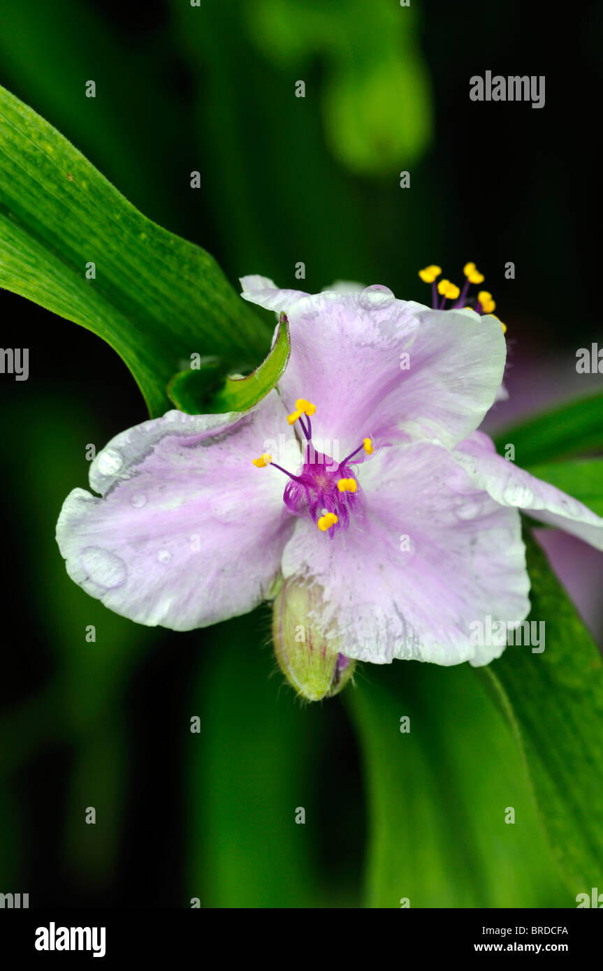 Tradescantia x andersoniana 'Concord Grape' spiderwort perennial plant Stock Photo Alamy