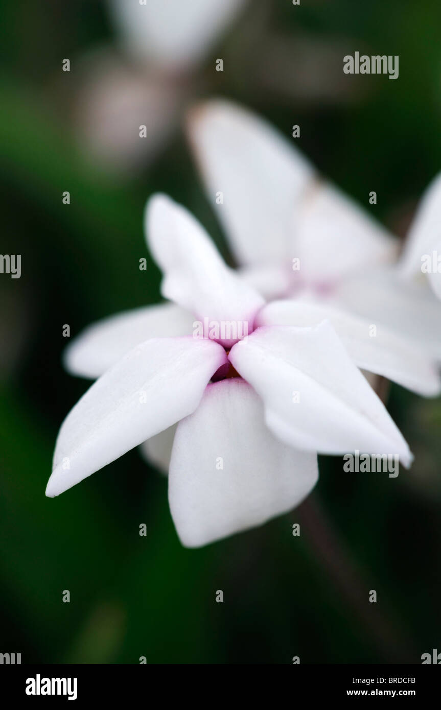 Rhodohypoxis baurii albrighton white perennial alpine flower bloom blossom closeup close up detail macro Stock Photo