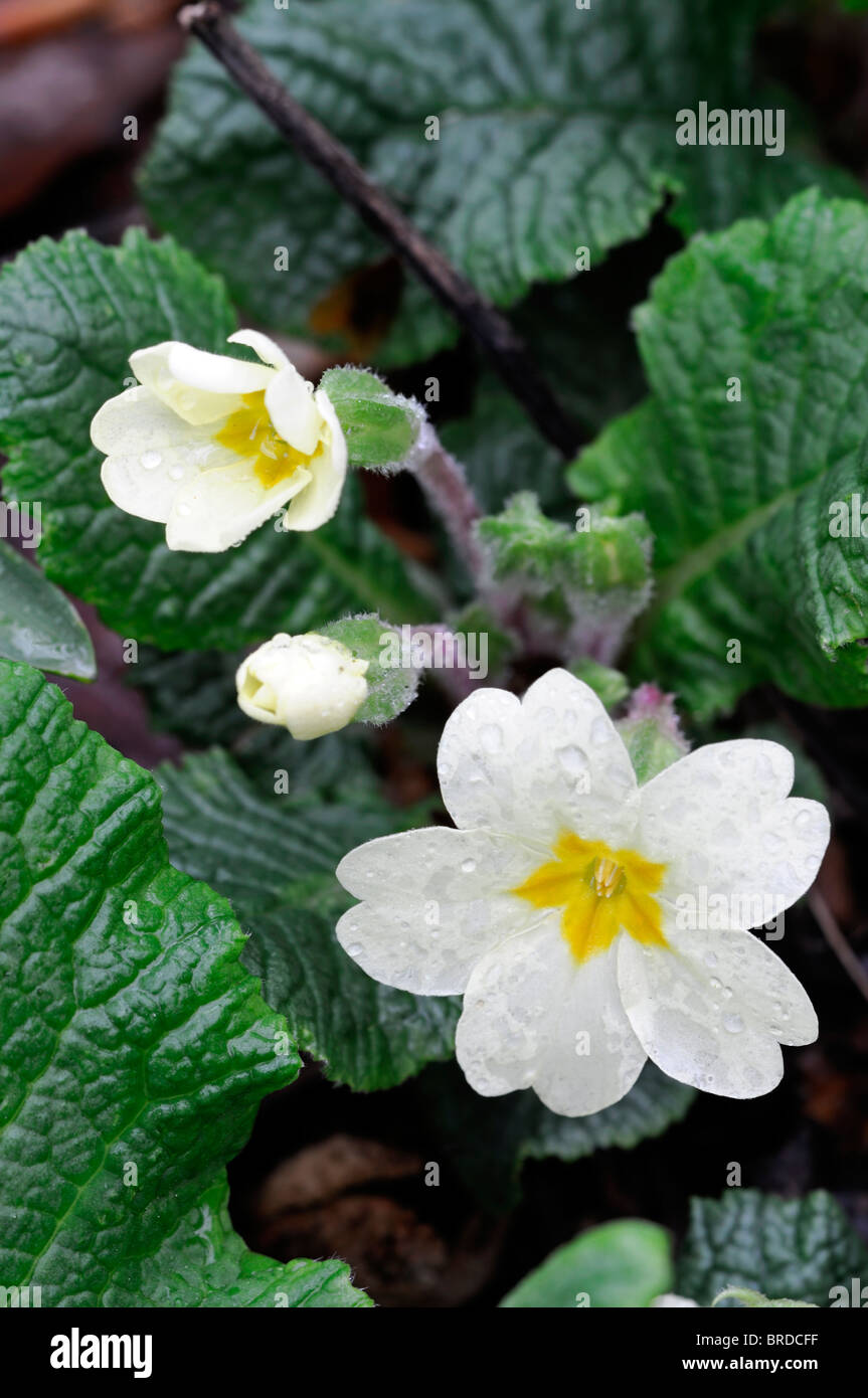 Primula cowslip primrose white flower closeup close up macro Stock Photo