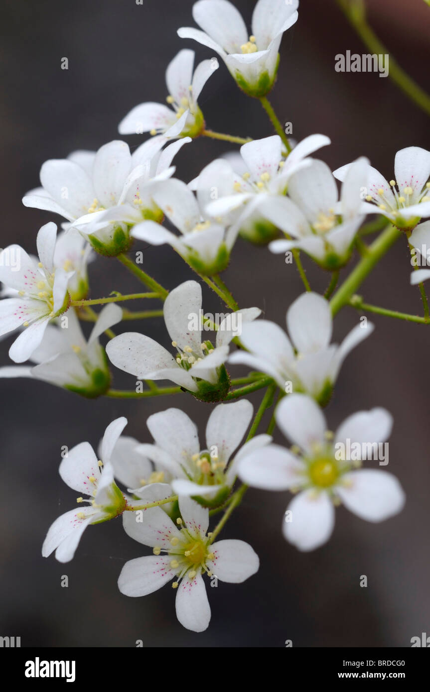Saxifraga Francis Cade white flowers blooms blossom holarctic perennial herb saxifrages stone-breakers Stock Photo