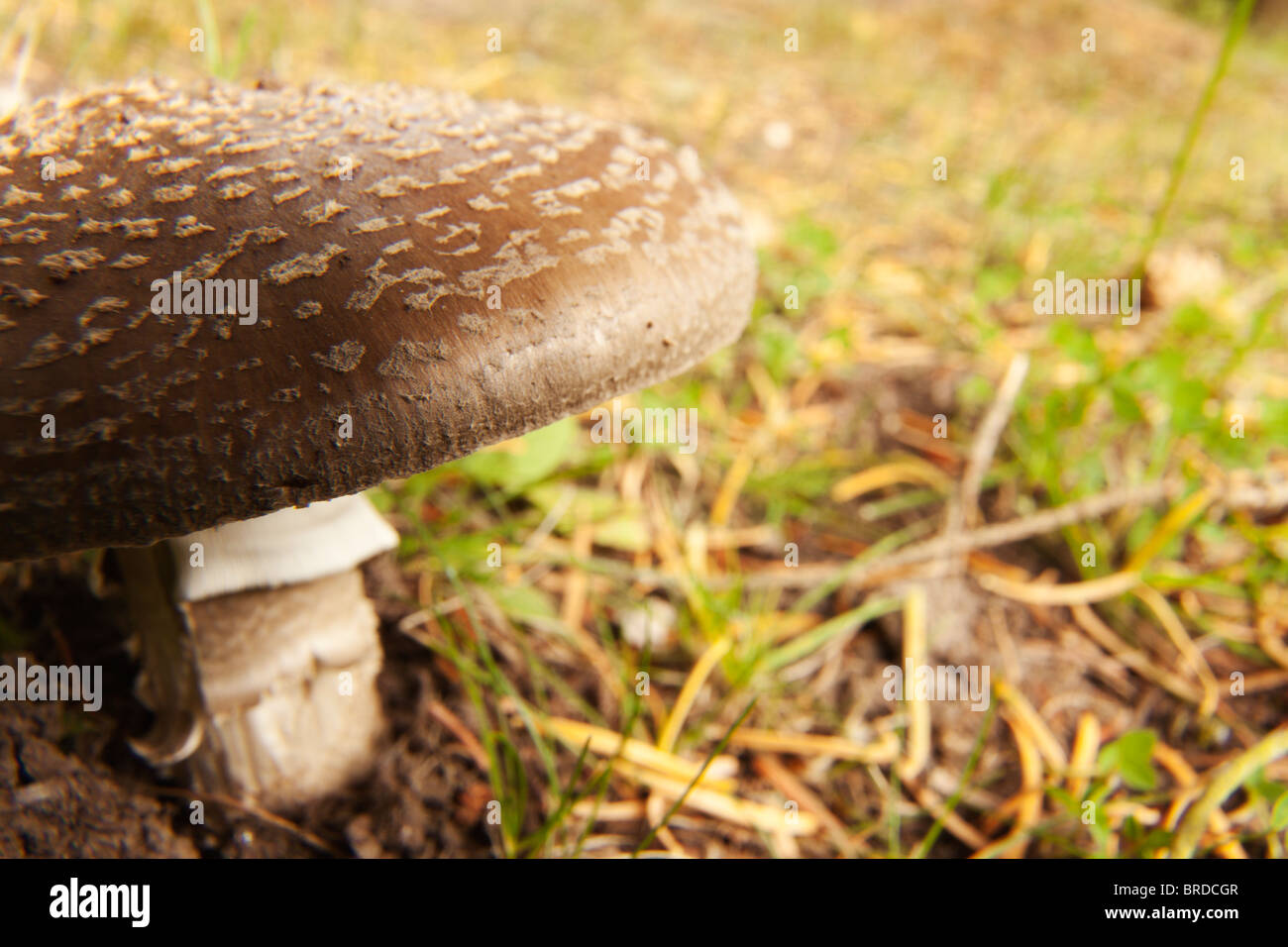 Wideangle closeup view of the blusher fungus. Stock Photo