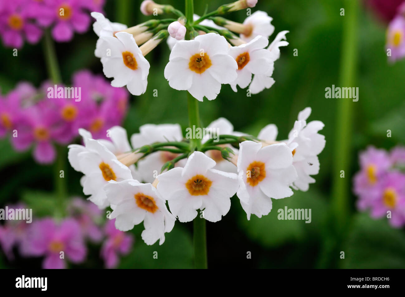 primula japonica postford white AGM tall Japanese Primrose Cowslip white bloom blossom spike flower Stock Photo