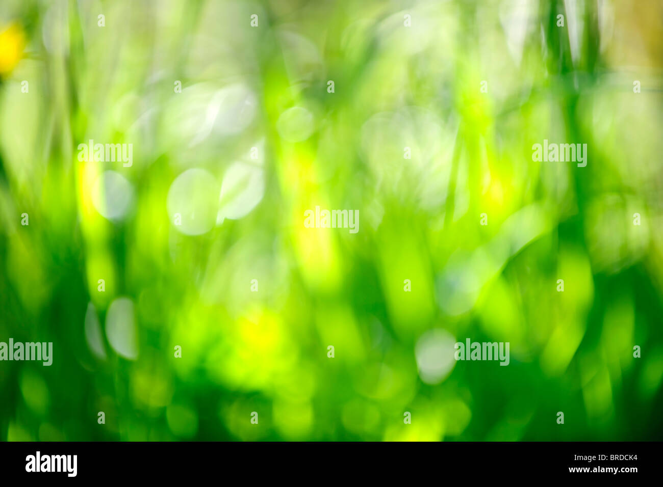 Green grass blurred in-camera for natural background or or bokeh Stock Photo