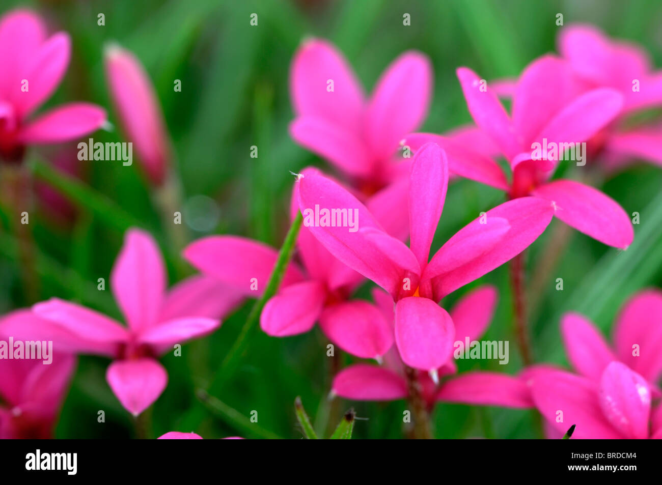 pink flowered rhodohypoxis milloides venetian flower bloom blossom bud Stock Photo