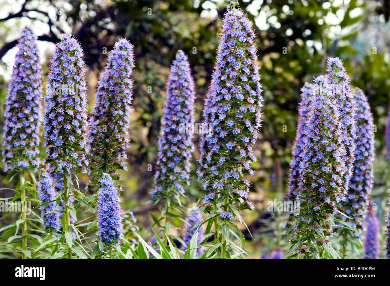 Echium fastousum, flower, Melbourne, Victoria, Australia Stock Photo