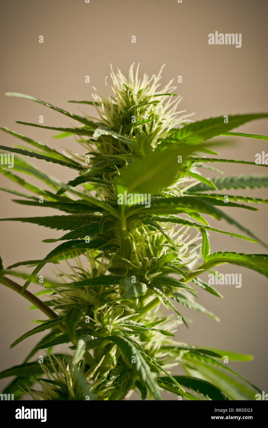 weed grass plant Stock Photo
