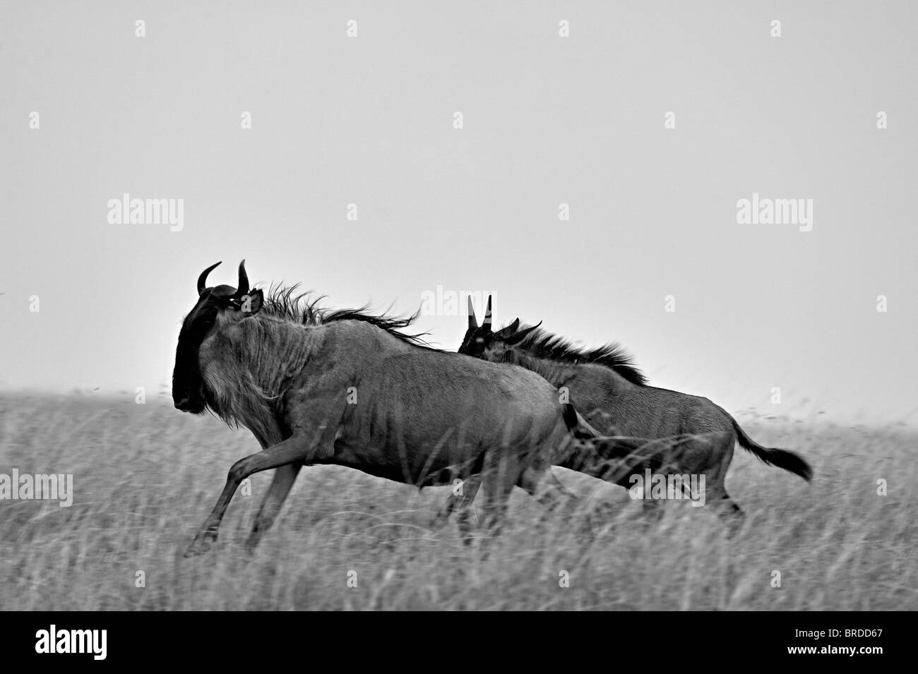 Wildebeest (or wildebeest, wildebeests or wildebai, gnu) on the run in Masai Mara, Kenya, Africa Stock Photo