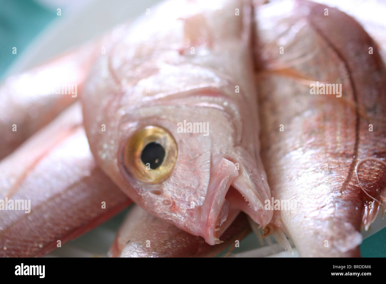 Details of raw fresh fish at the market, close-up Stock Photo