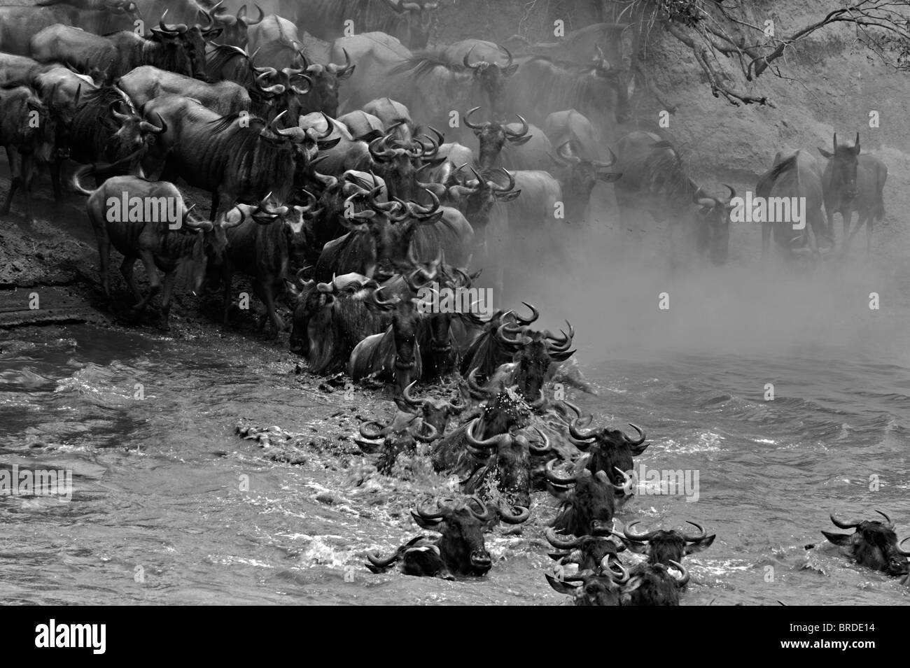 Wildebeest (or wildebeest, wildebeests or wildebai, gnu) herds crossing