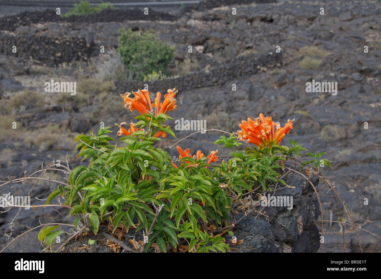 Flowers growing in a volcanic landscape on Lanzarote, Canary Islands