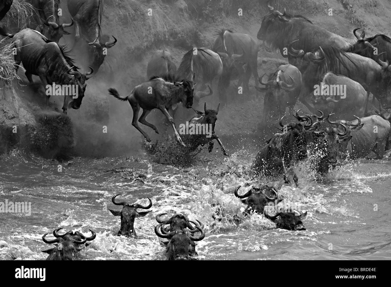 Wildebeest (or wildebeest, wildebeests or wildebai, gnu) herds crossing