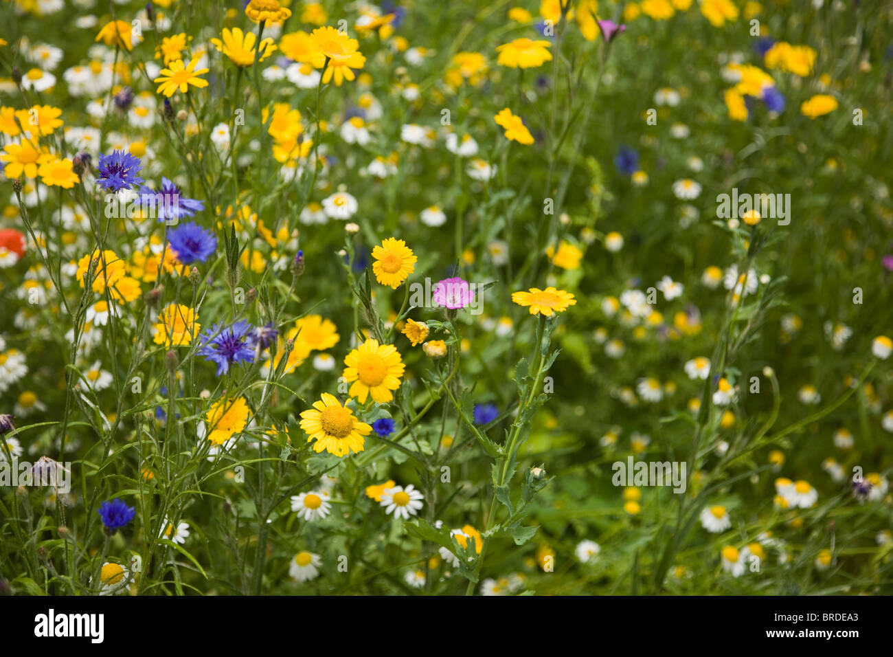 Cornflower Wildflower Annuals Stock Photo Alamy