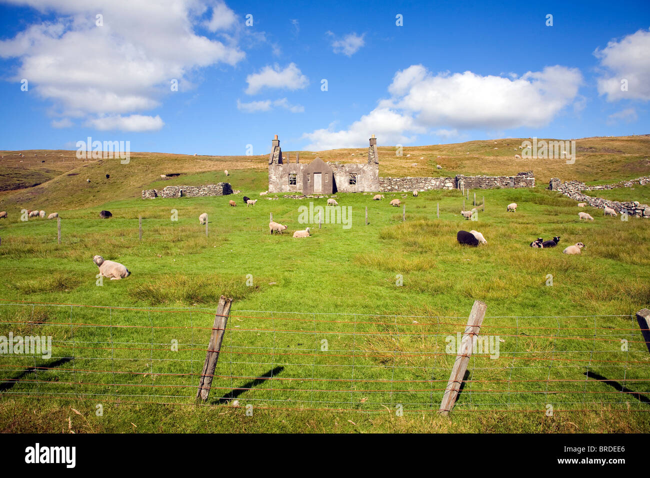 Derelict abandoned croft house with sheep grazing, Dale of Walls, Mainland, Shetland Islands, Scotland Stock Photo