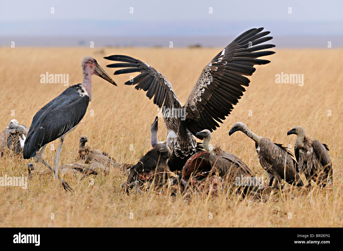 Marabou Stork and vultures fighting at an abandoned carcass in Masai ...