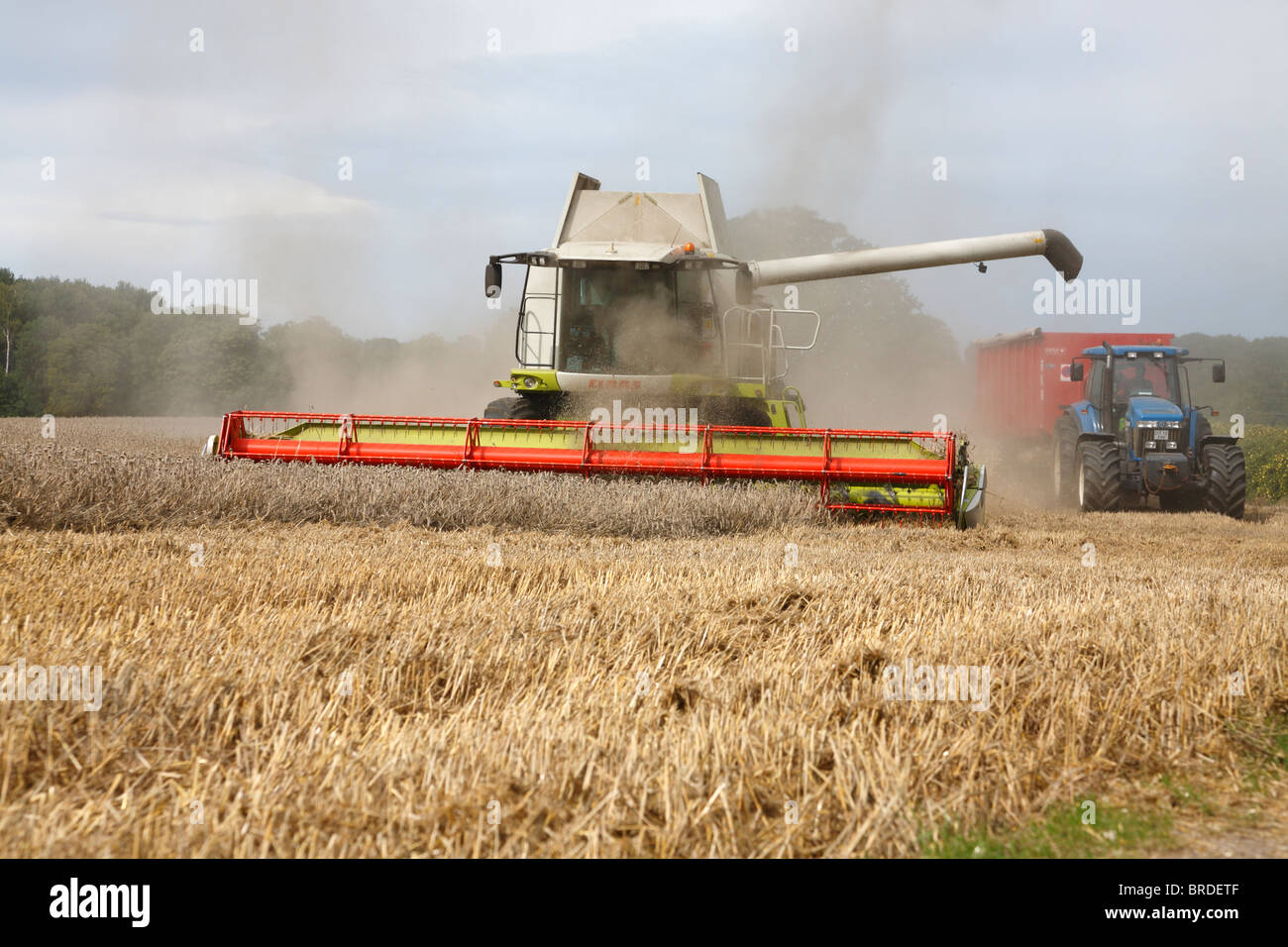 Combine harvester preparing the auger for emptying a load of wheat into the trailer while harvesting a wheat field, Denmark Stock Photo