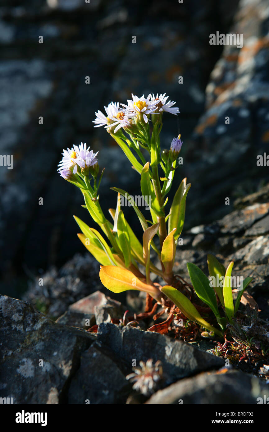 Sea Aster [Aster tripolium] growing on a rocky cliff in Great Britain Stock Photo