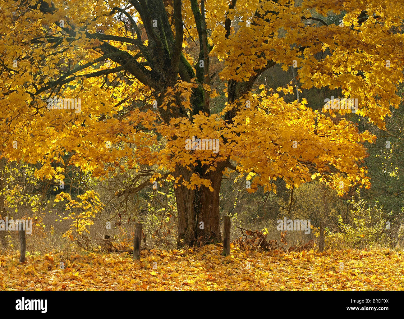 Large old maple tree hi-res stock photography and images - Alamy