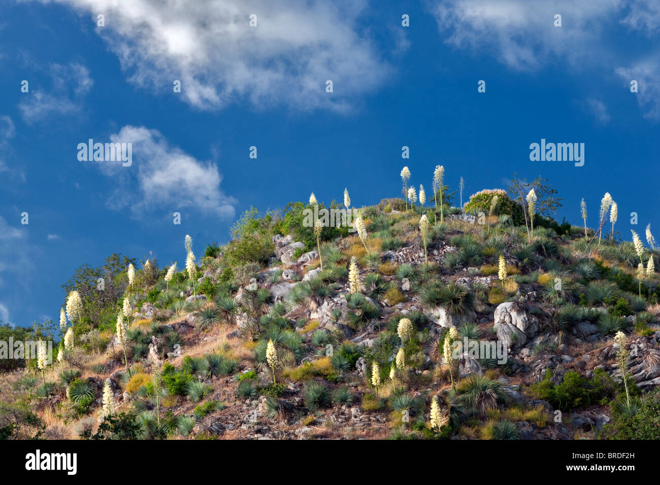 Yucca flower covering hill - Old Lord's Candle (Yucca whipplei). Sequoia National Park, California Stock Photo