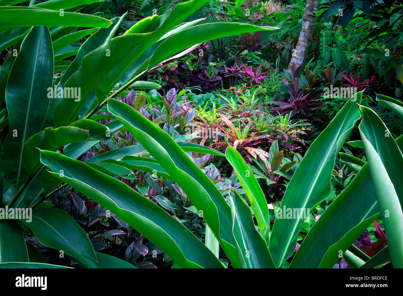 Tropical foliage at St. Peter Great House and Botanical Gardens. St. Thomas. US Virgin Islands. Stock Photo