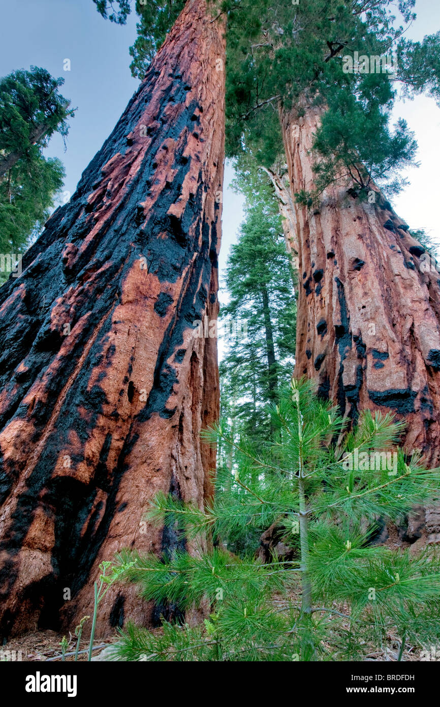 Small fir tree next to Sequoia Redwood tree. Sequoia National Park, California Stock Photo