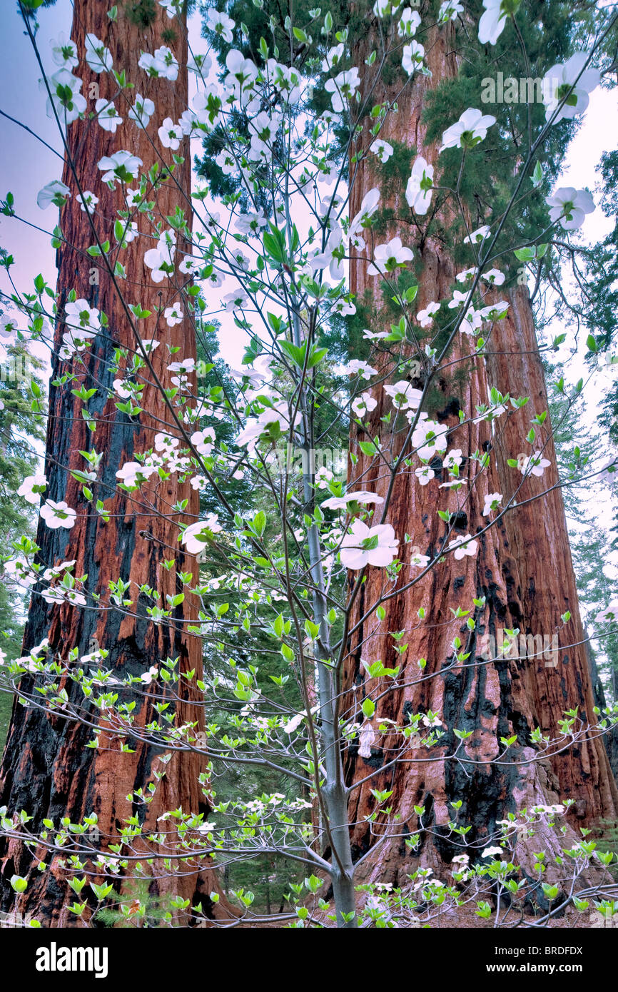 Pacific Dogwood (Cornus nuttallii) and Giant Sequoia (Sequoiadendron giganteum). Sequoia National Park, California Stock Photo