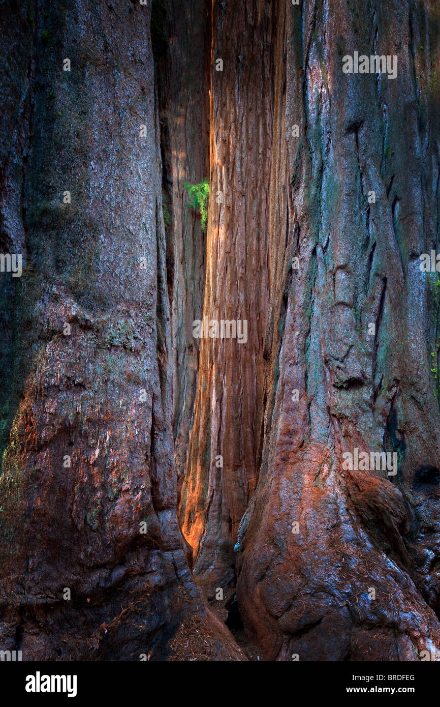 Giant Sequoia (Sequoiadendron giganteum) Sequoia National Park, California Stock Photo