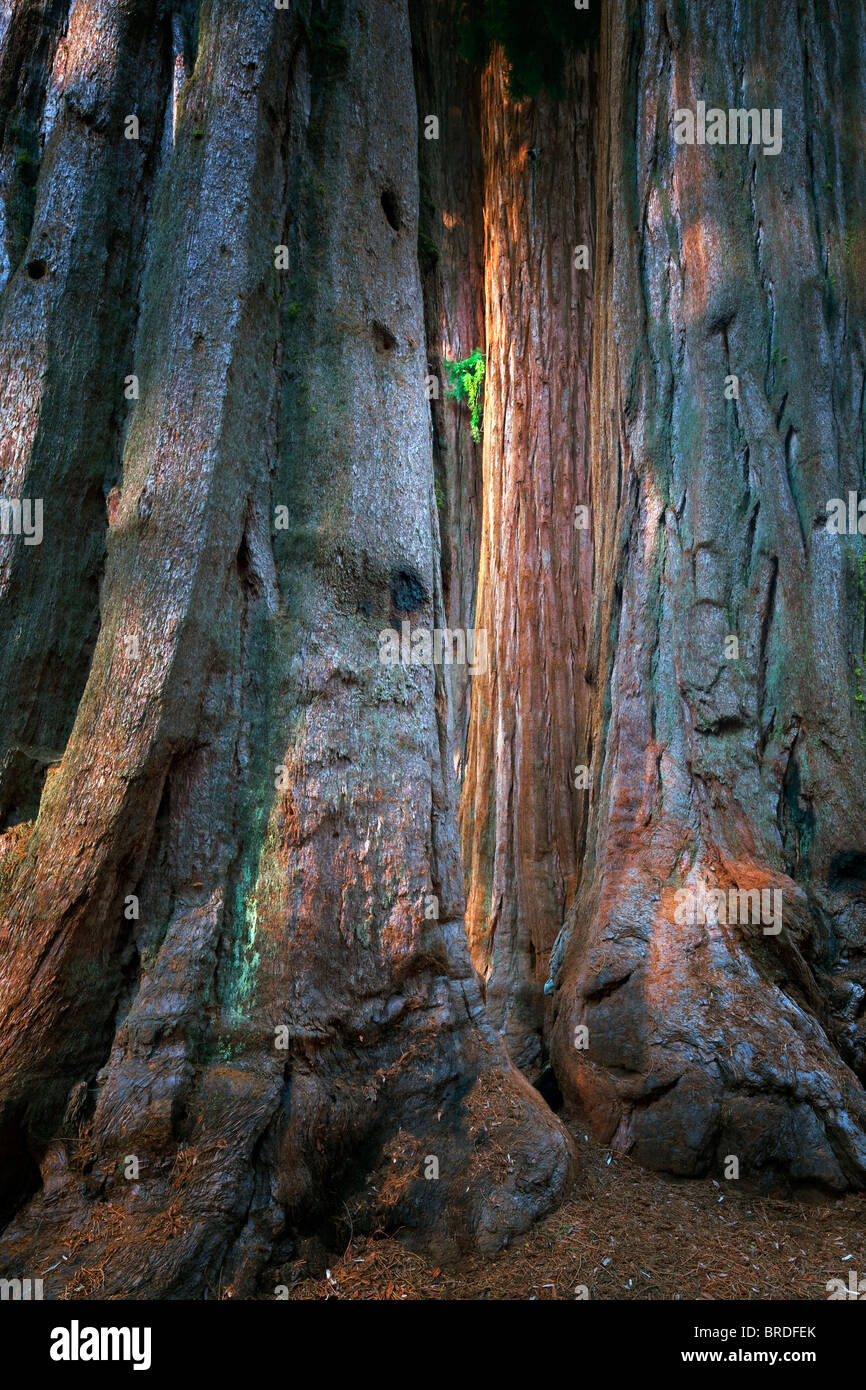 Giant Sequoia (Sequoiadendron giganteum) Sequoia National Park, California Stock Photo