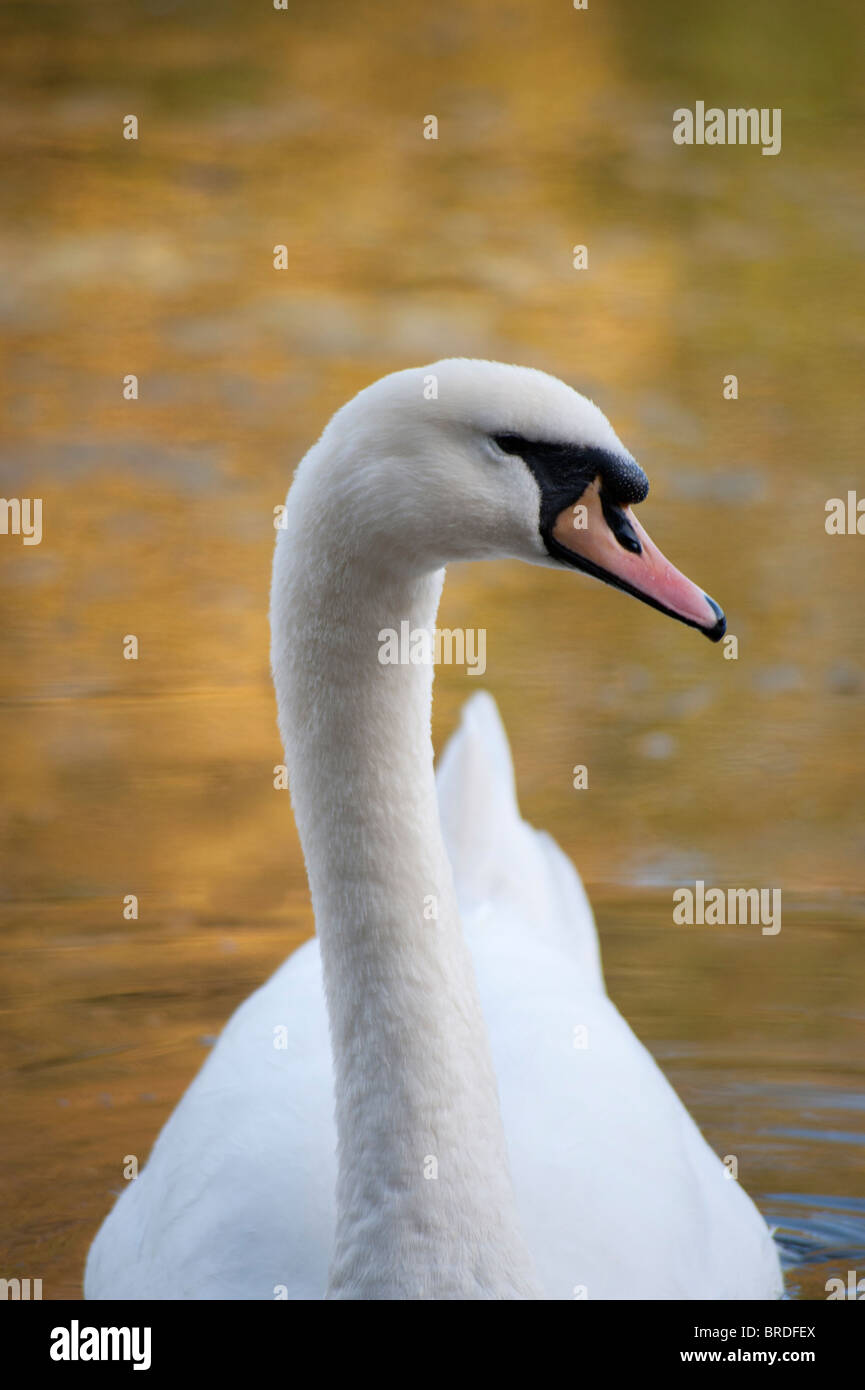 Swan in the boating pond, Rouken Glen Park, Glasgow Stock Photo