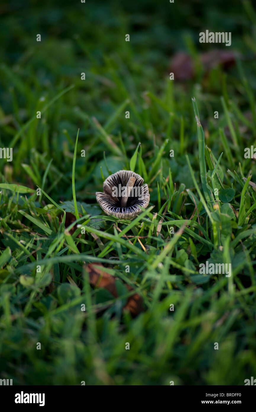 Mushroom in grass, Rouken Glen Park, Glasgow. Stock Photo