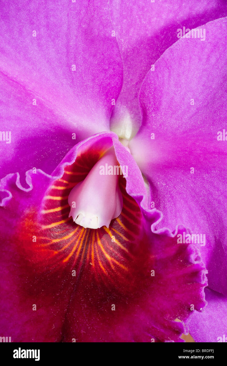 Rhyncholaeliocattleya Lucky Strike (C. Summer Night '72892' x RLC Tribute 'Independence Day'), hybrid orchid Stock Photo