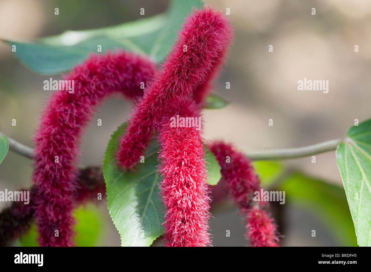 Closeup of flowers of Red Hot Cat's Tail plant (Acalypha Hispida), aka Chenille plant, Trinidad, Caribbean, West Indies. Stock Photo