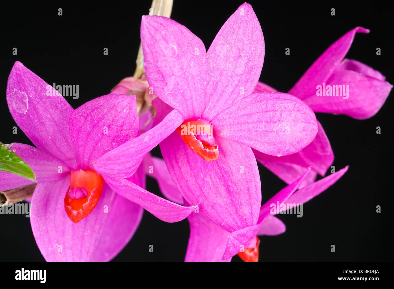 Dendrobium sulawesiense, orchid species, native to Sulawesi region of Indonesia; black background Stock Photo