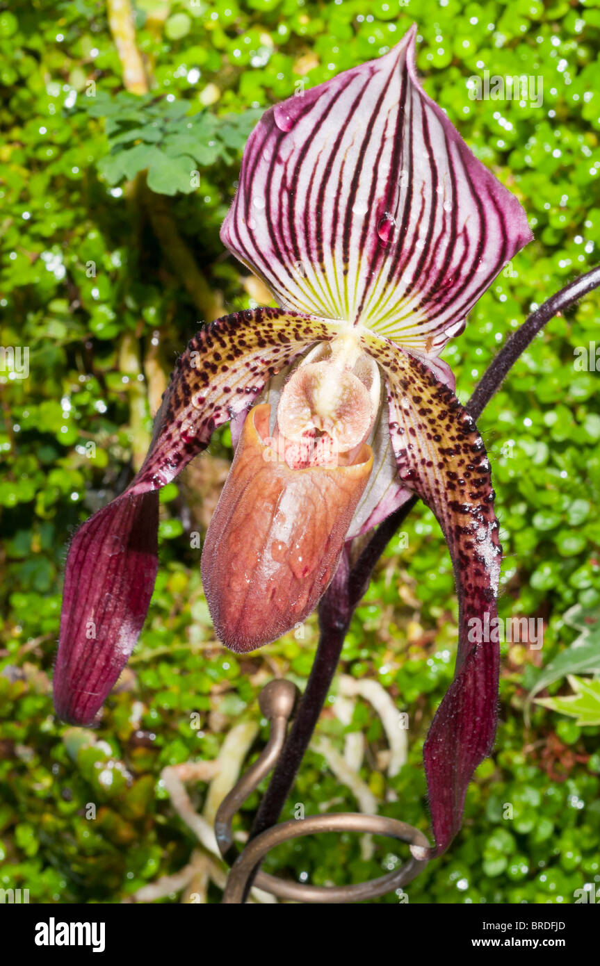 Paphiopedilum fowliei, orchid species native to the Philippines Stock Photo