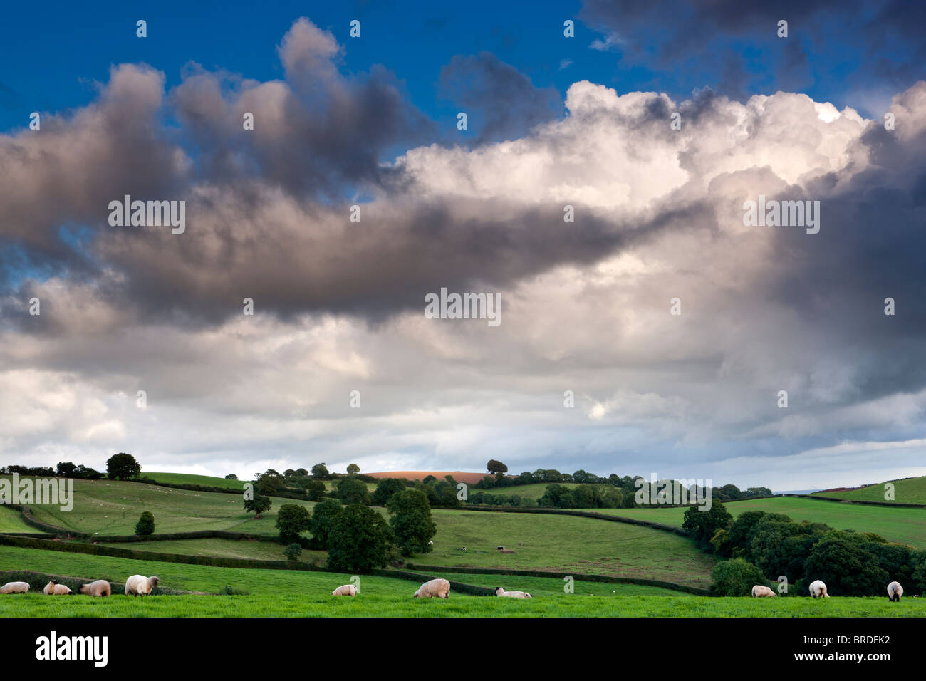 Cullompton hires stock photography and images Alamy