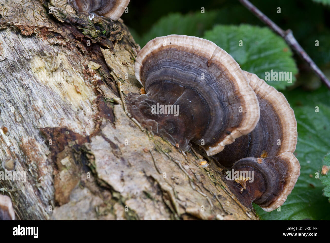 close-up Fungus growing on the forest floor Stock Photo - Alamy
