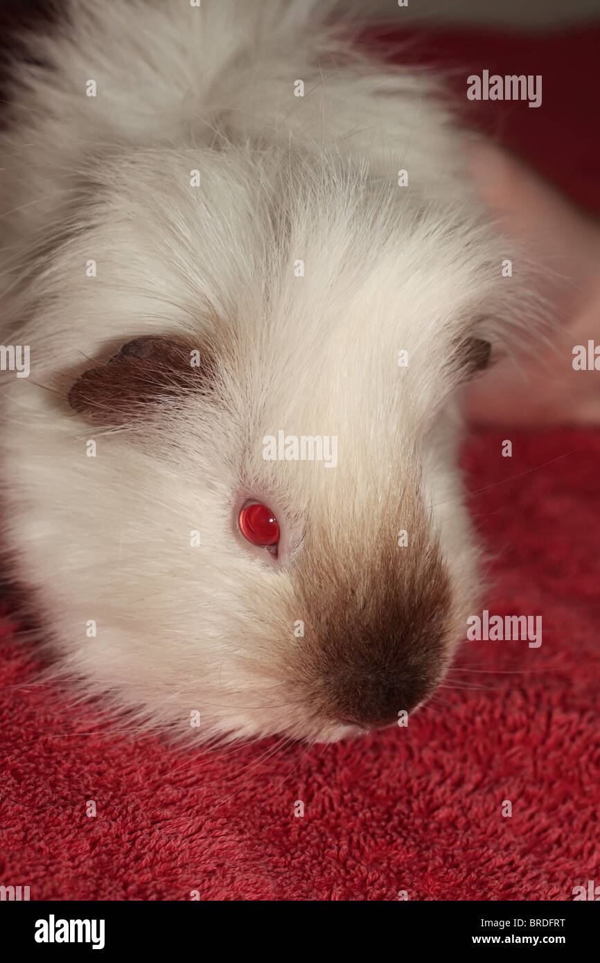 Cute Guinea Pig with Red Eyes and Black Brown Nose Stock Photo - Alamy