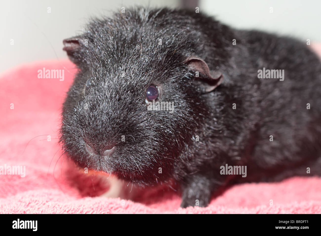 Black Short Haired Guinea Pig Stock Photo 31645265 Alamy