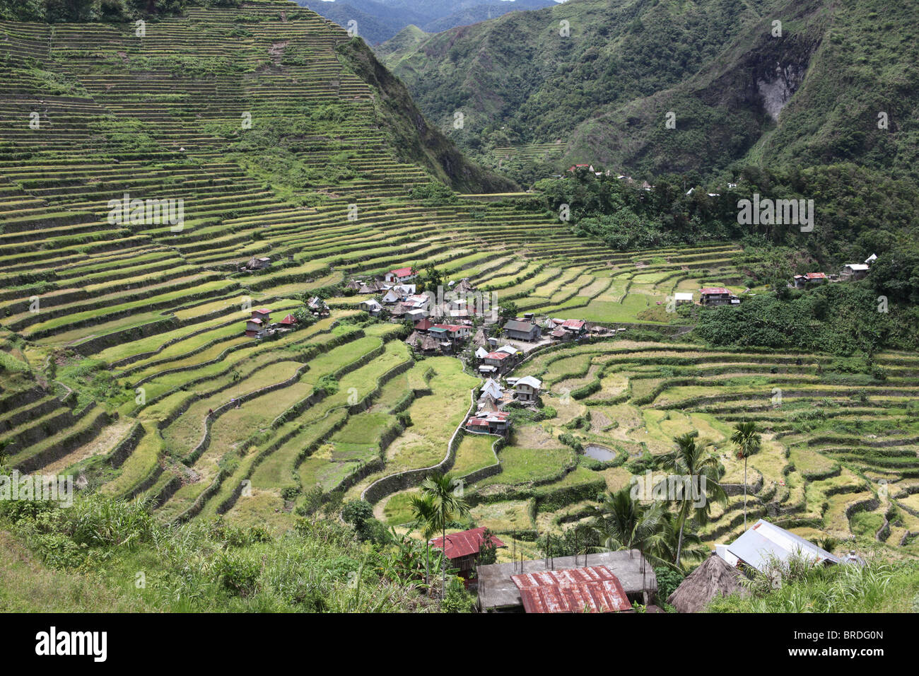 The Rice Terraces of the Philippine Cordilleras are an outstanding example of an evolved, living cultural landscape Stock Photo