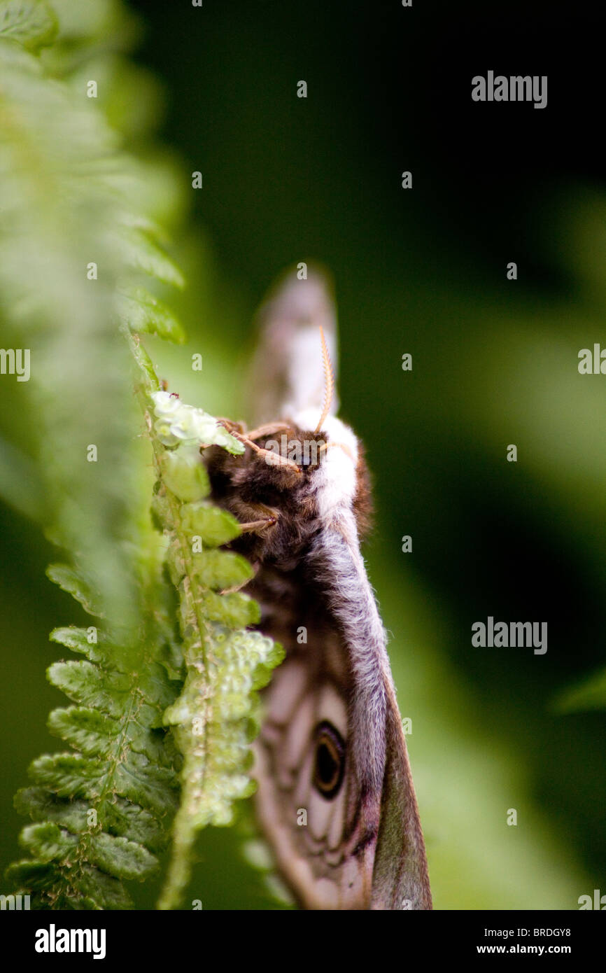 Emperor Moth (Saturnia pavonia) Stock Photo