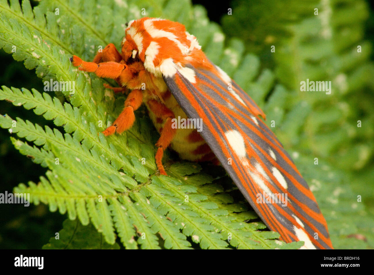 Regal Moth (Citheronia regalis) (Hickory Horned Devil Stock Photo