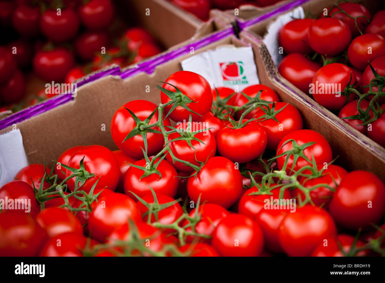 Fresh, ripe tomatoes on the vine on market stall Stock Photo Alamy