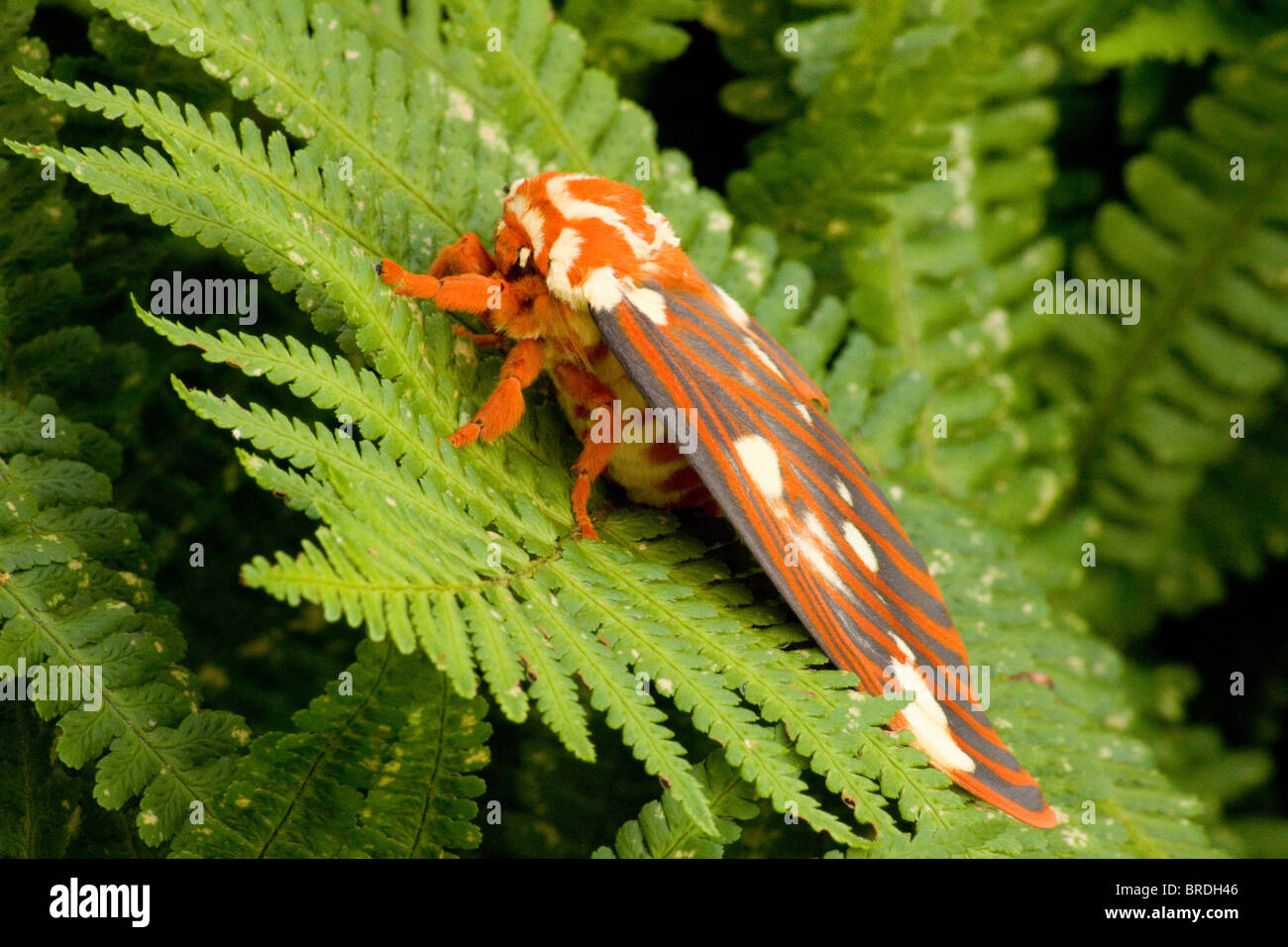 Regal Moth (Citheronia regalis) (Hickory Horned Devil Stock Photo Alamy