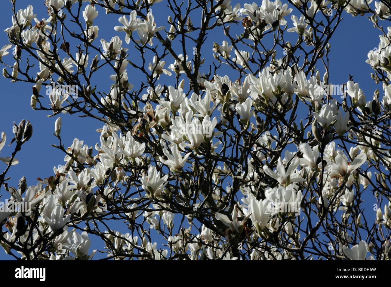 A spring flowering Magnolia tree set against a blue sky Stock Photo - Alamy