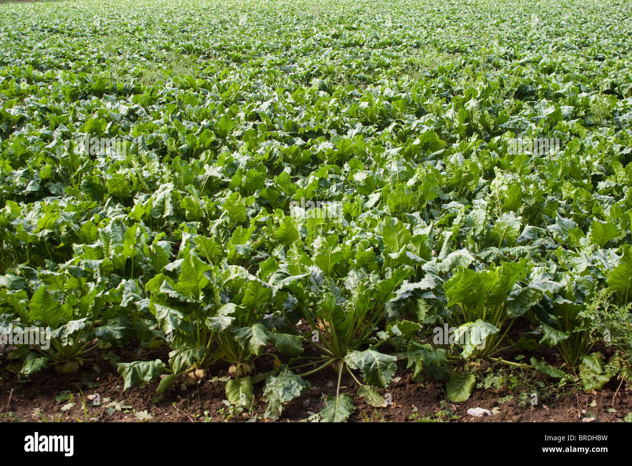 Field full of Green Vegetables waiting to be harvested Stock Photo